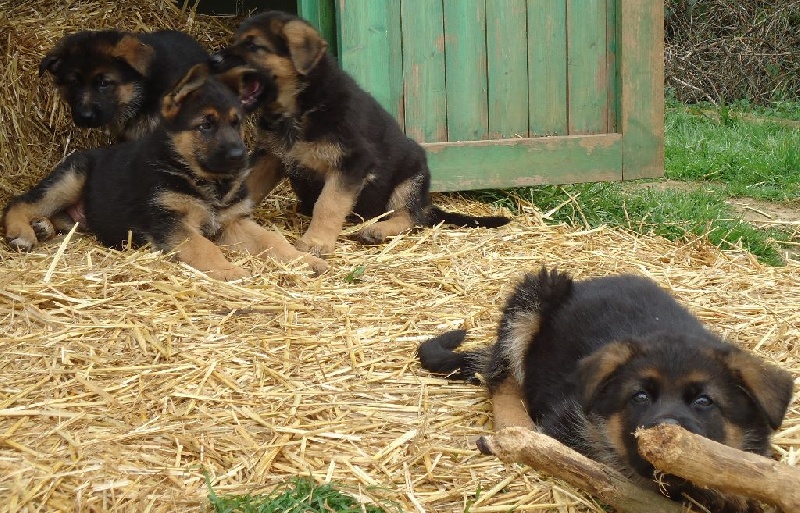 chiot Berger Allemand Des Sentinelles D'Eriador