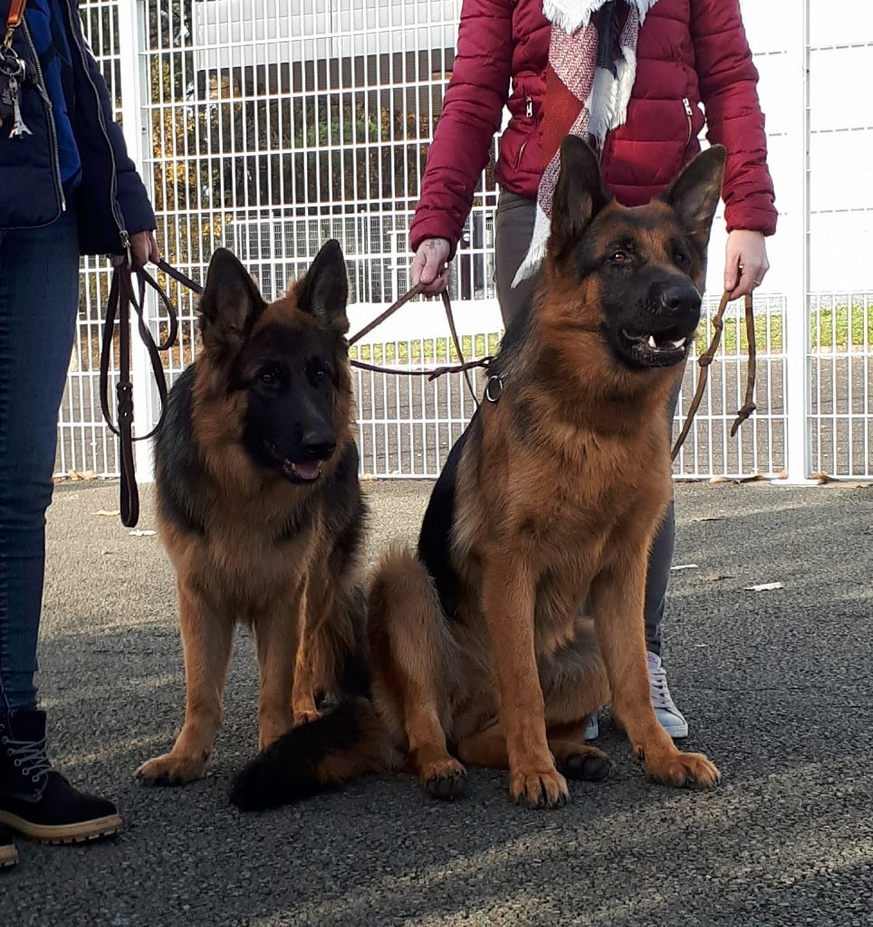 Des Sentinelles D'Eriador - Narnia et Novac au Mans!