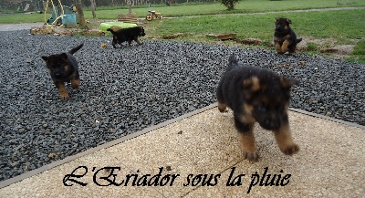 Des Sentinelles D'Eriador - Il pleut!!! à l Eriador...