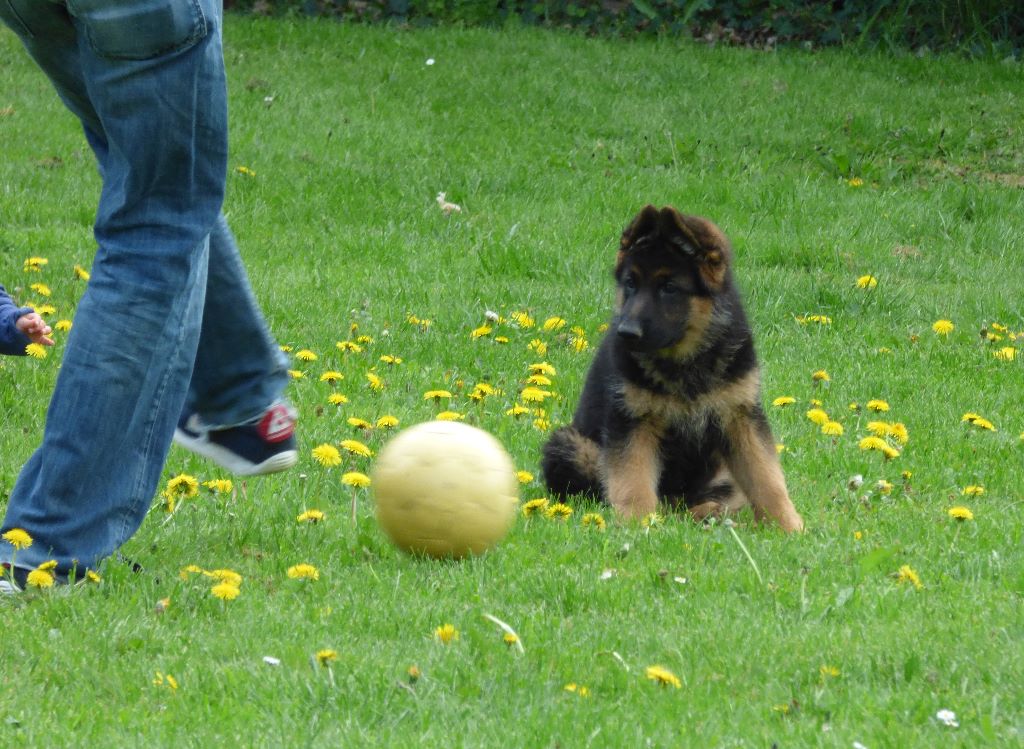 Des Sentinelles D'Eriador - 2 mois et demi cet Amour de chiot!