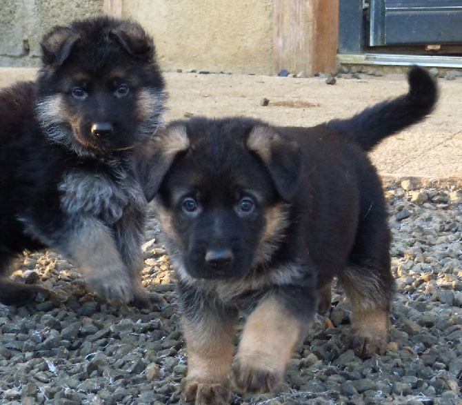 Des Sentinelles D'Eriador - Sortie des BB Lola&Fangio