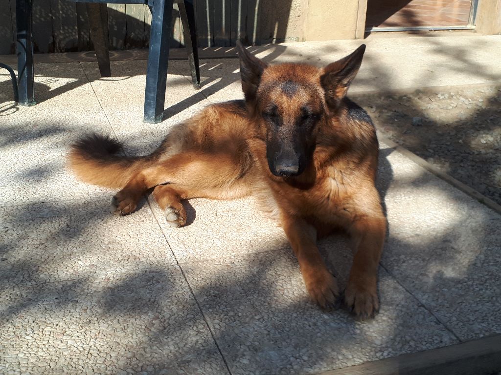 Des Sentinelles D'Eriador - 1 an pour les BB Jadore et Fangio!