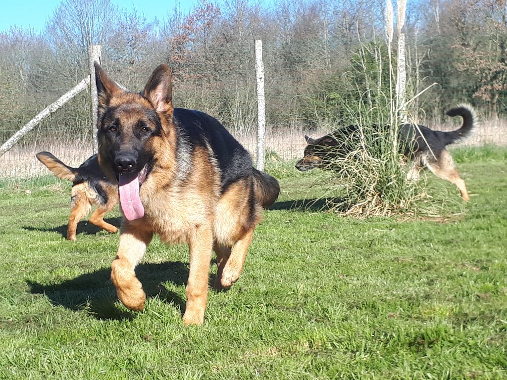 Des Sentinelles D'Eriador - Le fils de Novac et Ianette,  le jeune Olaf le grand frère  en garde!