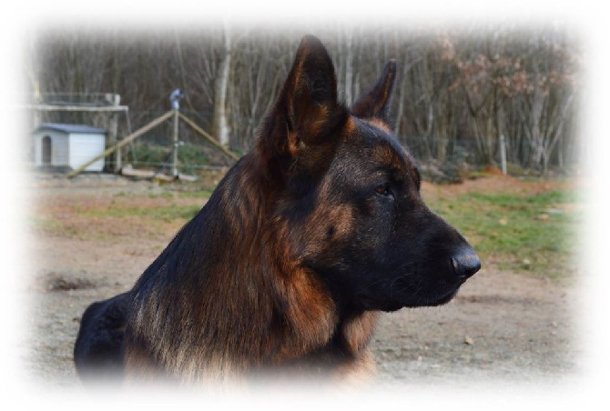 Des Sentinelles D'Eriador - Mon chien... mon Irrach...