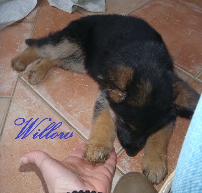 Des Sentinelles D'Eriador - BB willow