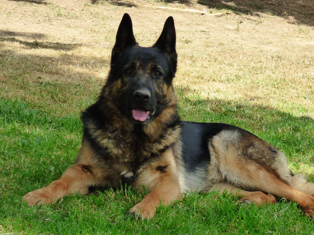 Des Sentinelles D'Eriador - Lord Auroch 2 ans.