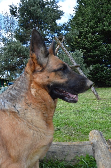 Des Sentinelles D'Eriador - Willow