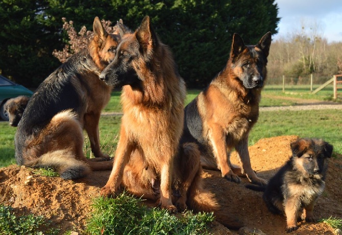 Des Sentinelles D'Eriador - Plus de chiots disponibles.