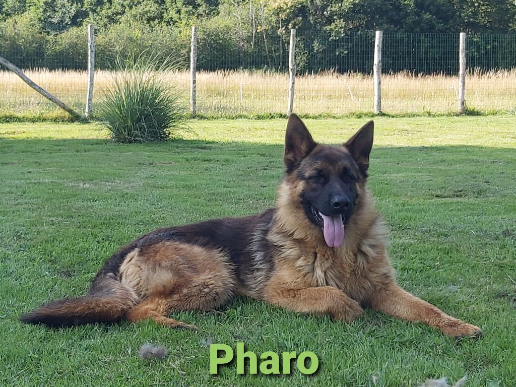 Des Sentinelles D'Eriador - Pharo jeune chien de 11 mois.