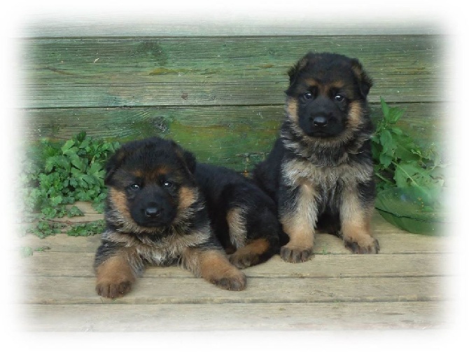 Des Sentinelles D'Eriador -  Quatre semaines pour Joy et Aslan!