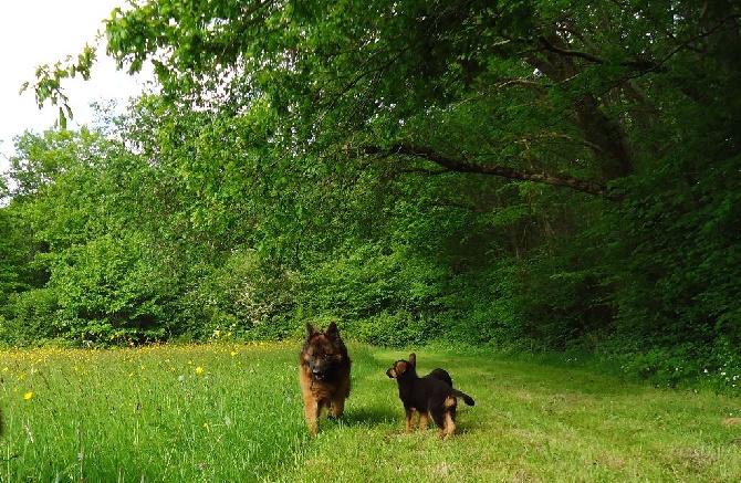 Des Sentinelles D'Eriador - Pour le BA pour Willow Pour Hosanne