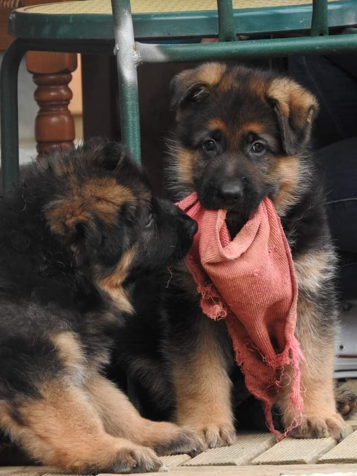 Des Sentinelles D'Eriador - Mes beaux P'tits loups!