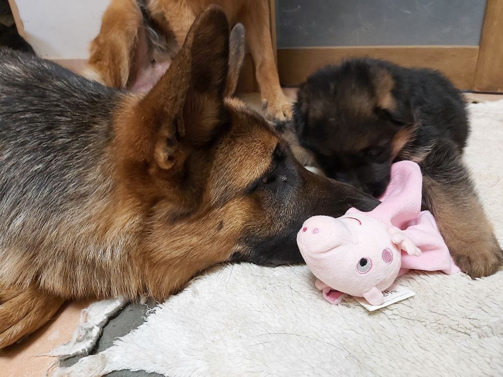 chiot Berger Allemand Des Sentinelles D'Eriador