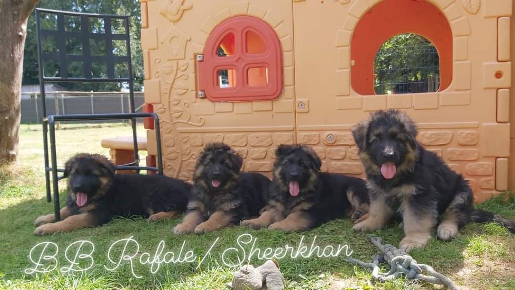 chiot Berger Allemand Des Sentinelles D'Eriador