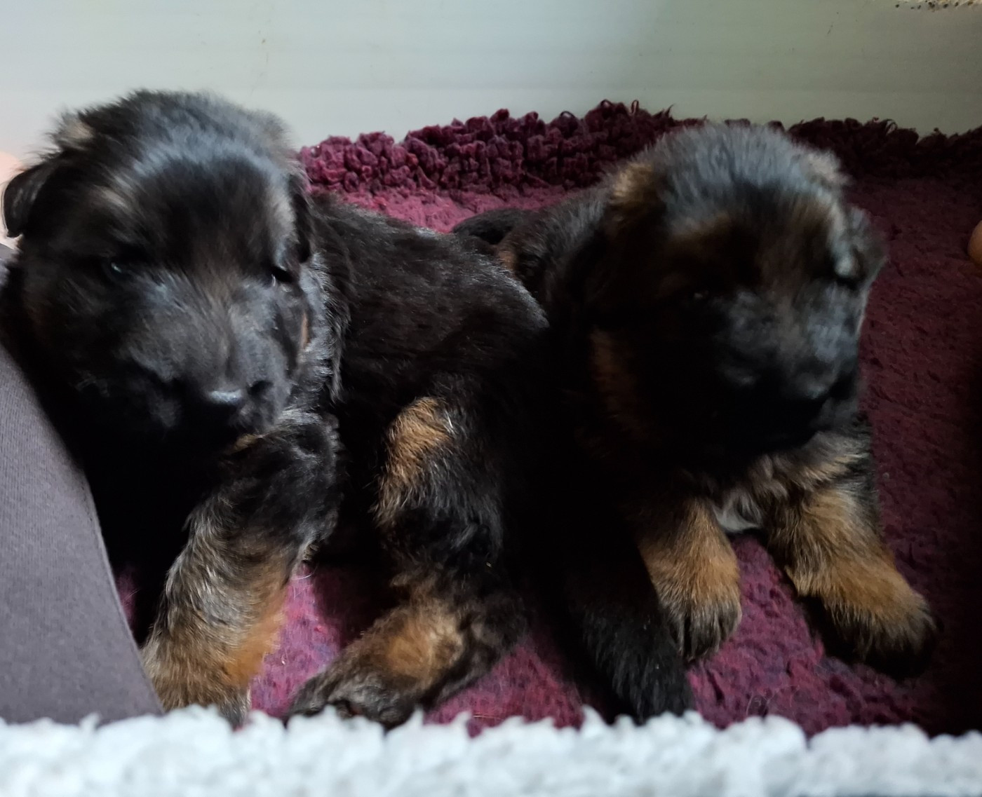 Des Sentinelles D'Eriador - Berger Allemand - Portée née le 02/02/2026