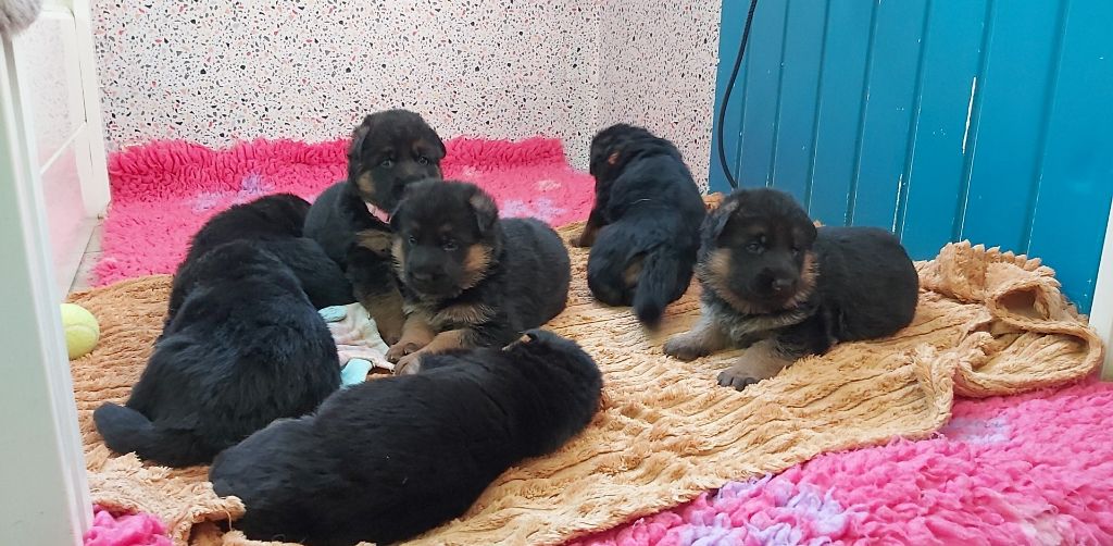 Chiot Berger Allemand Des Sentinelles D'Eriador