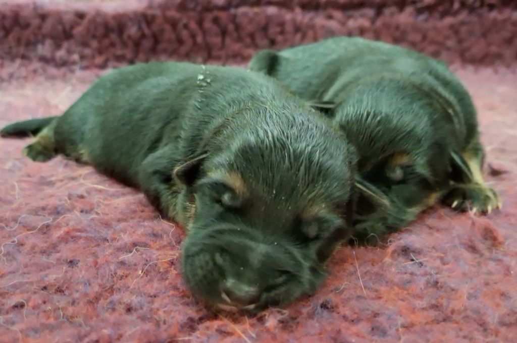 Chiot Berger Allemand Des Sentinelles D'Eriador