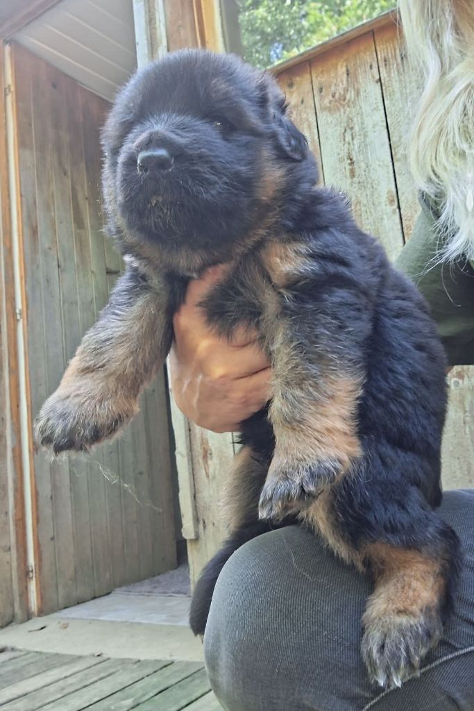 Des Sentinelles D'Eriador - Chiots disponibles - Berger Allemand