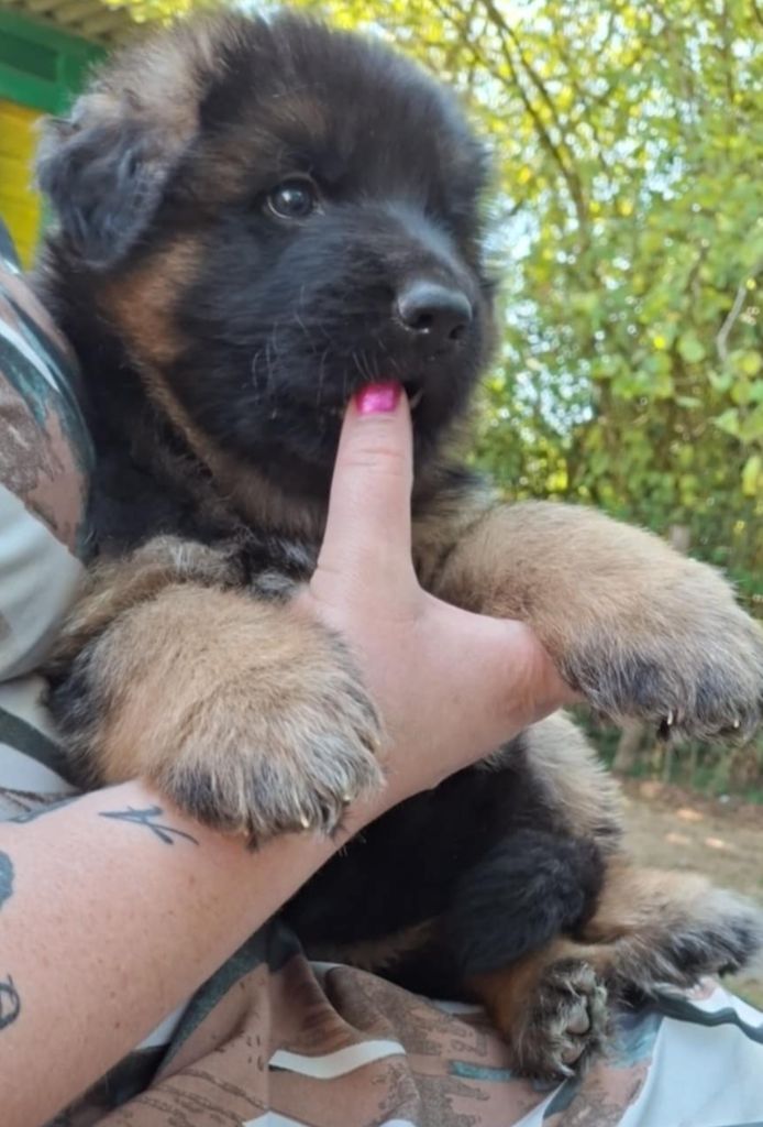 Des Sentinelles D'Eriador - Chiots disponibles - Berger Allemand